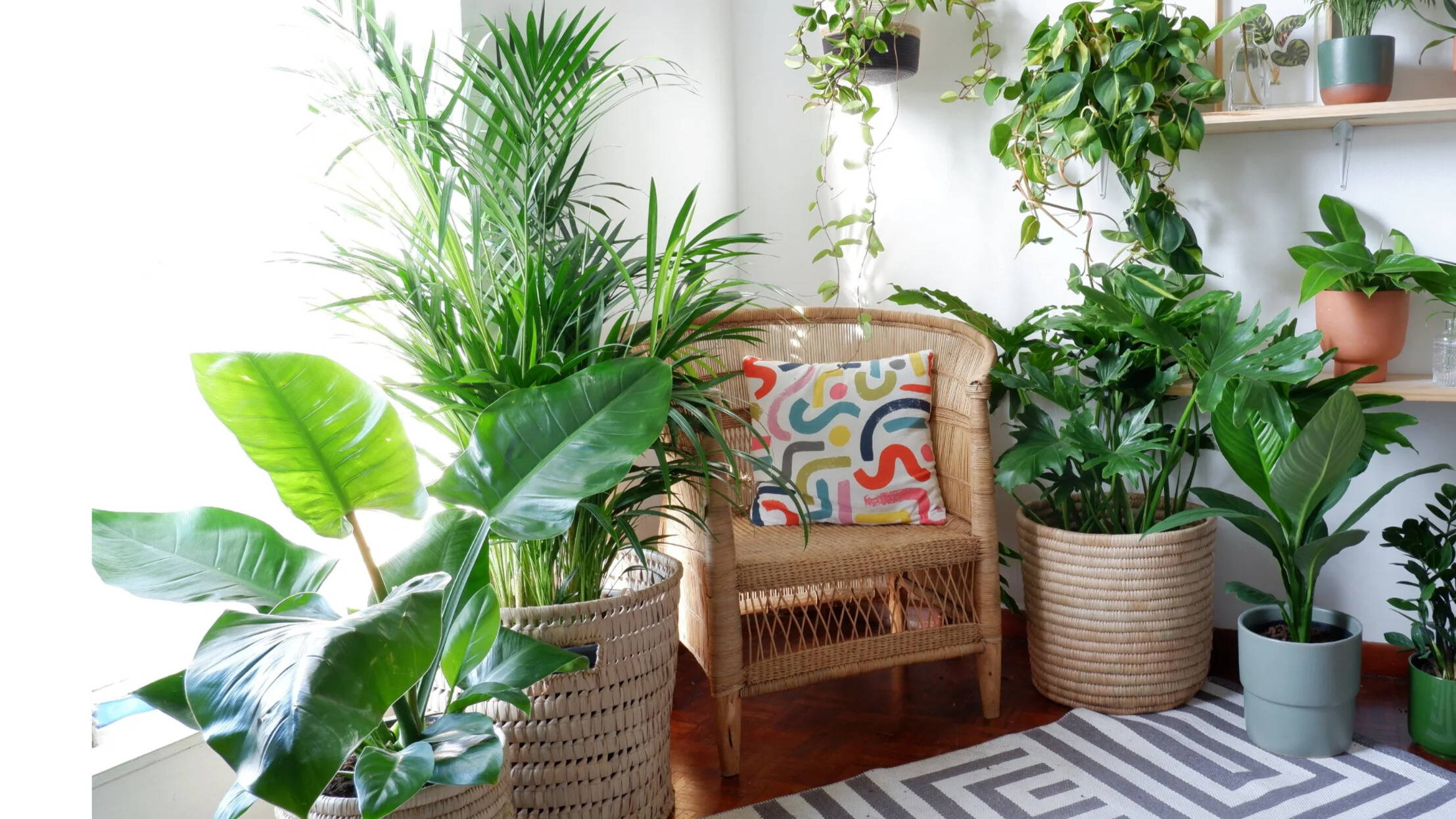 観葉植物の下にラグを敷いておしゃれにする