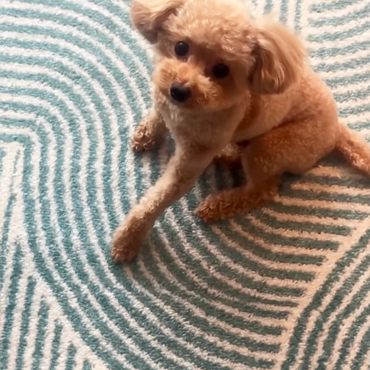 キッズ＆ペットと暮らせるイージーラグ – RUGHAUS